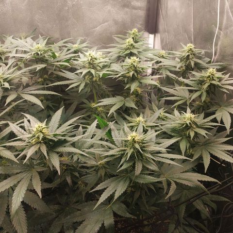BCN Critical XXL growlog timeline photo