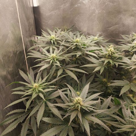 BCN Critical XXL 2 growlog timeline photo
