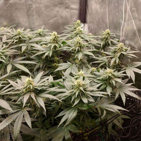 BCN Critical XXL growlog timeline photo