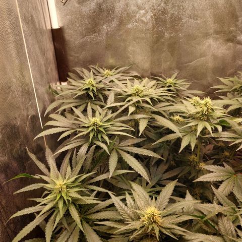 BCN Critical XXL 2 growlog timeline photo
