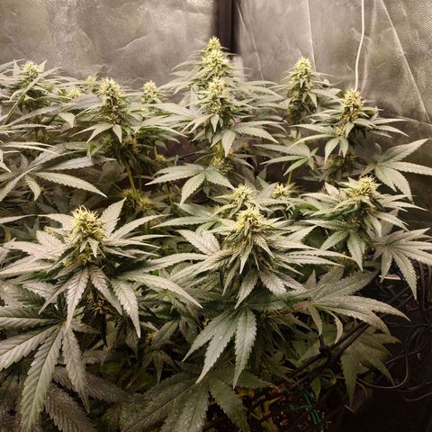 BCN Critical XXL growlog timeline photo