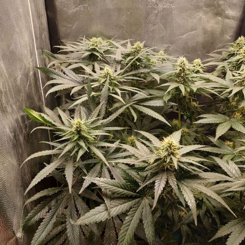 BCN Critical XXL 2 growlog timeline photo