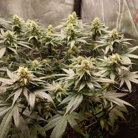 BCN Critical XXL growlog timeline photo