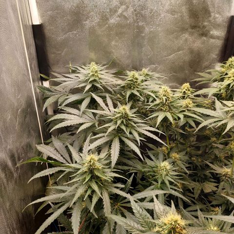 BCN Critical XXL 2 growlog timeline photo