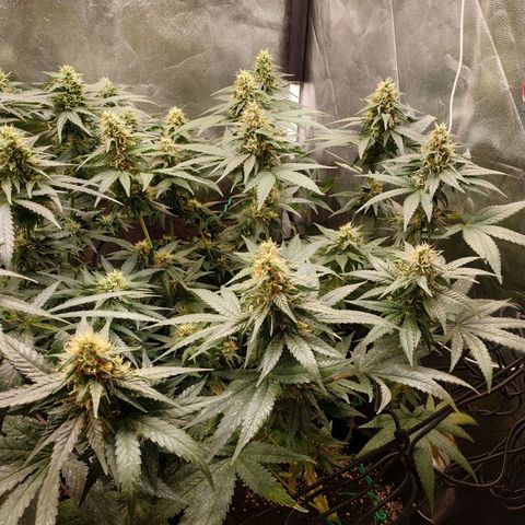 BCN Critical XXL growlog timeline photo