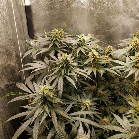 BCN Critical XXL 2 growlog timeline photo