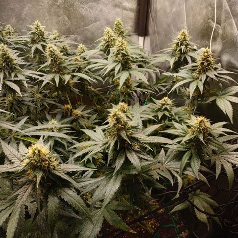 BCN Critical XXL growlog timeline photo
