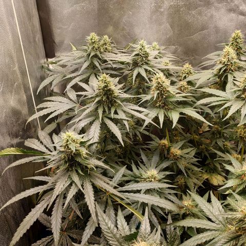 BCN Critical XXL 2 growlog timeline photo