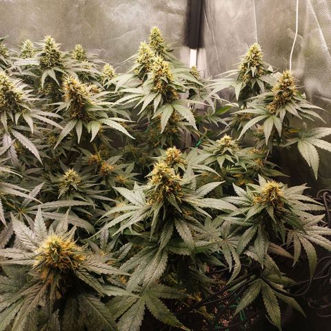 BCN Critical XXL growlog timeline photo