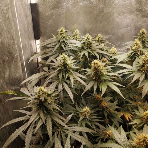 BCN Critical XXL 2 growlog timeline photo