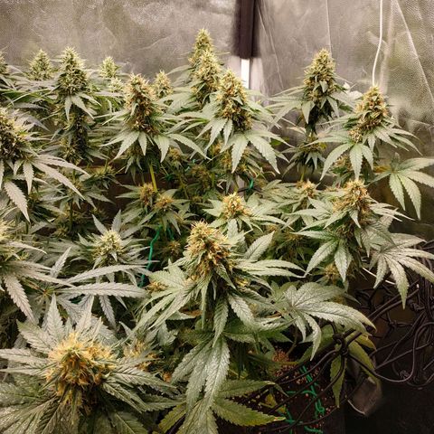 BCN Critical XXL growlog timeline photo