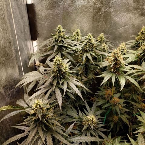 BCN Critical XXL 2 growlog timeline photo