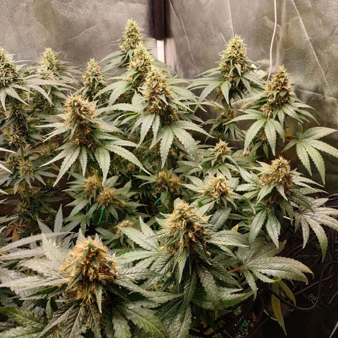 BCN Critical XXL growlog timeline photo