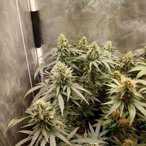 BCN Critical XXL 2 growlog timeline photo