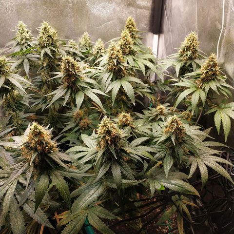 BCN Critical XXL growlog timeline photo