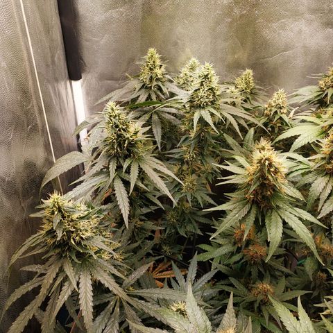 BCN Critical XXL 2 growlog timeline photo