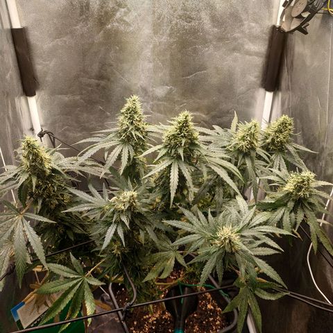BCN Critical XXL 2 growlog timeline photo