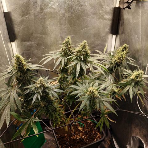 BCN Critical XXL 2 growlog timeline photo