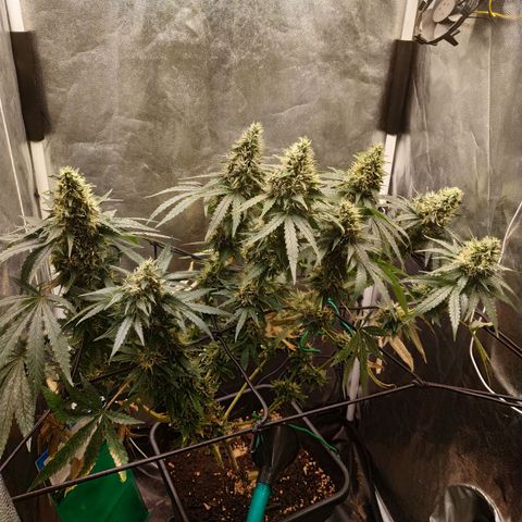 BCN Critical XXL 2 growlog timeline photo