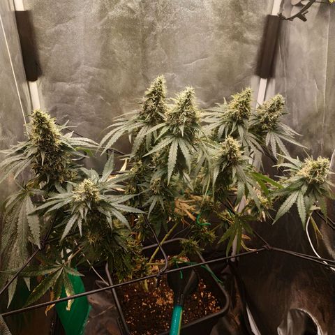 BCN Critical XXL 2 growlog timeline photo