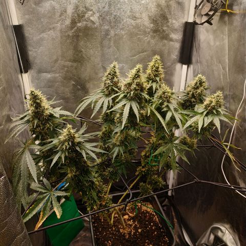 BCN Critical XXL 2 growlog timeline photo