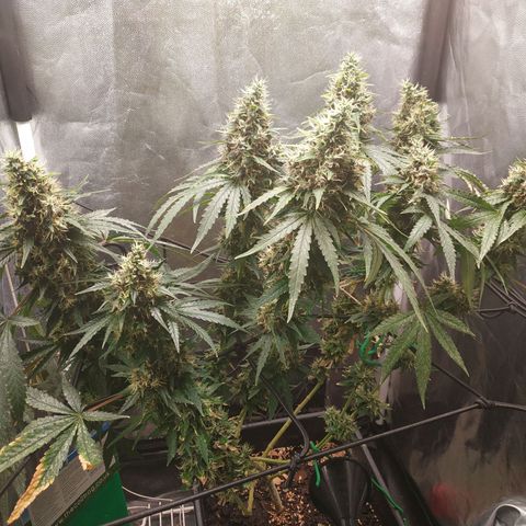 BCN Critical XXL 2 growlog timeline photo