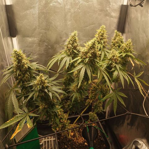 BCN Critical XXL 2 growlog timeline photo