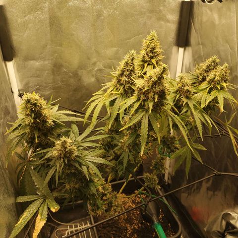 BCN Critical XXL 2 growlog timeline photo