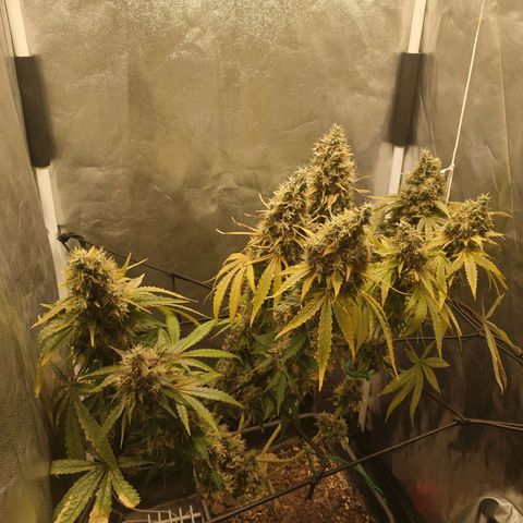 BCN Critical XXL 2 growlog timeline photo
