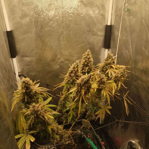 BCN Critical XXL 2 growlog timeline photo