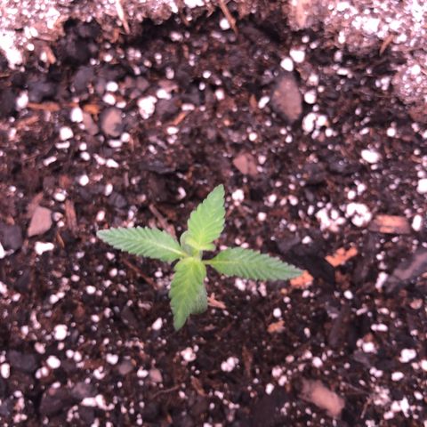 Purple Kush growlog timeline photo