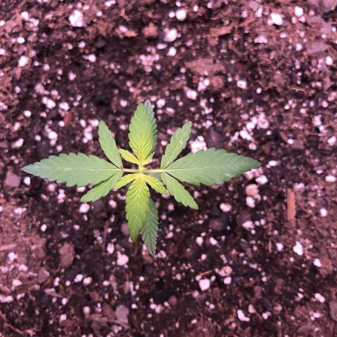 Purple Kush growlog timeline photo