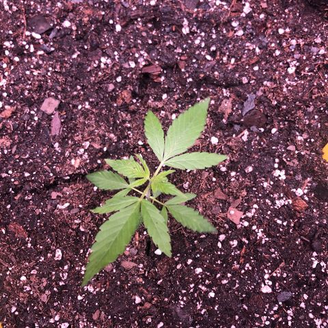 Purple Kush growlog timeline photo