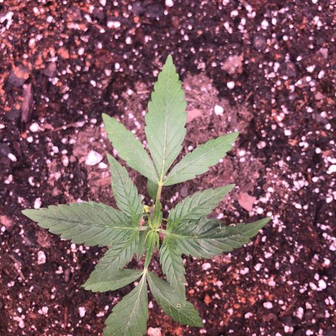Purple Kush growlog photo: 24 hours after transplant 