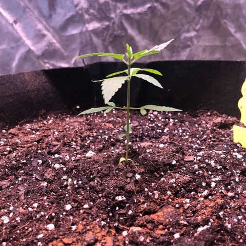 Purple Kush growlog photo: 24 hours after transplant 