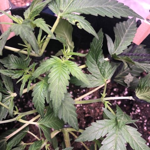Purple Kush growlog photo: Entered into flowering