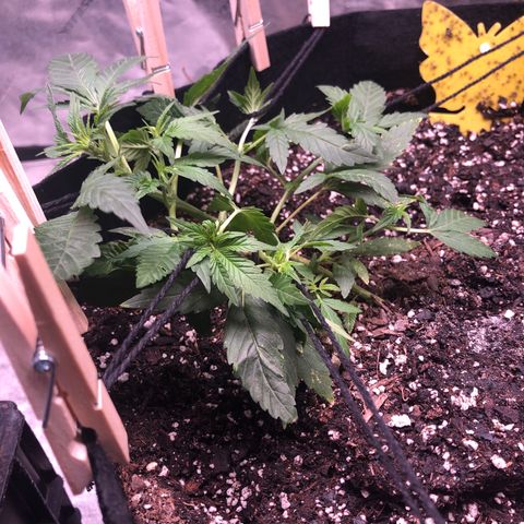 Purple Kush growlog timeline photo