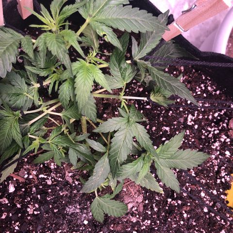 Purple Kush growlog timeline photo