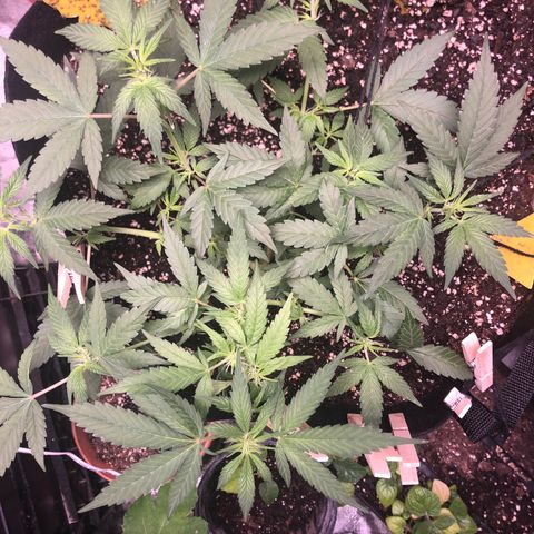 Purple Kush growlog timeline photo