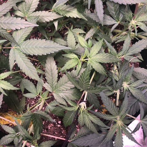 Purple Kush growlog timeline photo