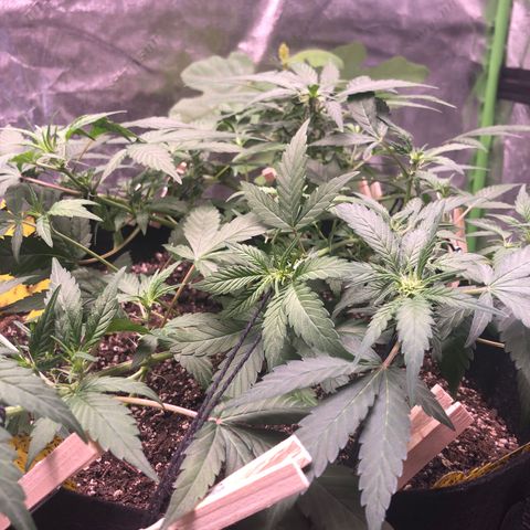 Purple Kush growlog timeline photo