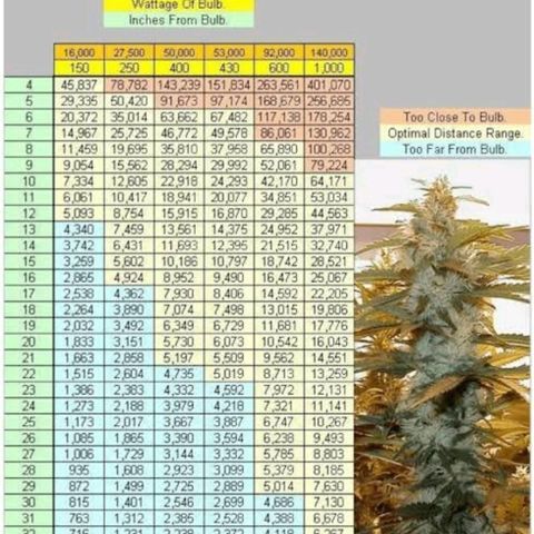 Caramelino auto growlog photo: Data
Lumen
Light distance