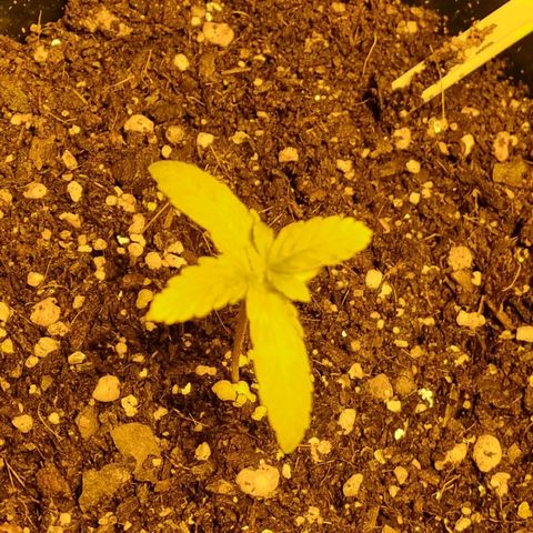 Caramelino auto growlog timeline photo