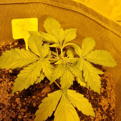 Caramelino auto growlog photo: Veg