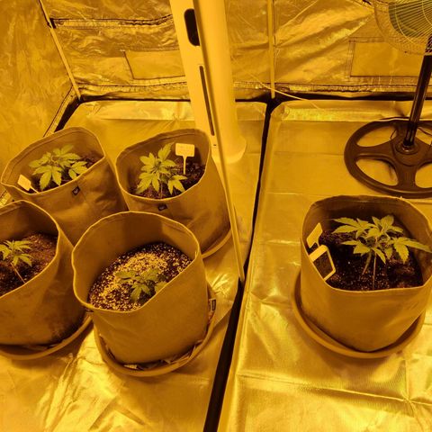 Caramelino auto growlog photo: Veg