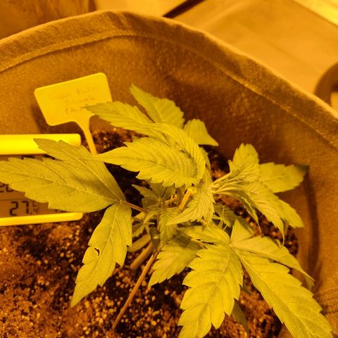 Caramelino auto growlog photo: Veg