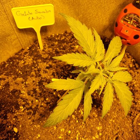Caramelino auto growlog photo: Veg
