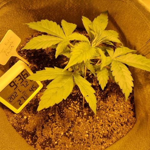 Caramelino auto growlog photo: Veg