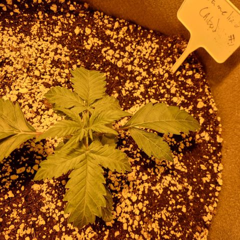Caramelino auto growlog photo: Veg