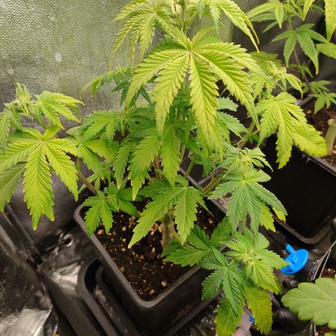 Royal Bluematic growlog timeline photo